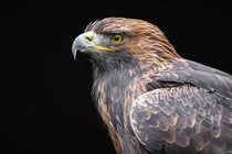 close-up of an eagle