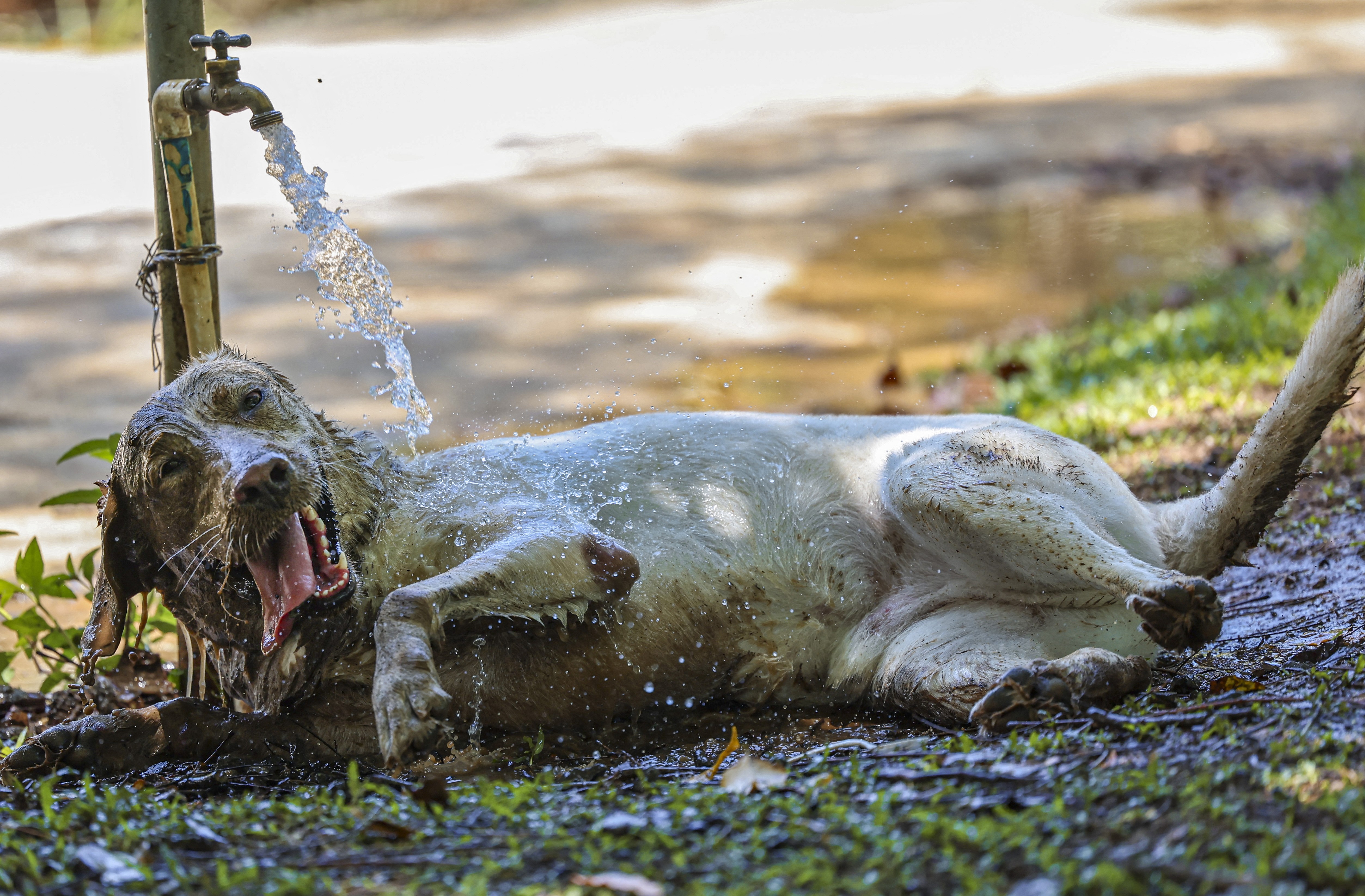 A dog lays down and cools off under a faucet outside.