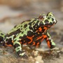 A green and black frog with a red belly 