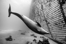 A dolphin swimming near a net.