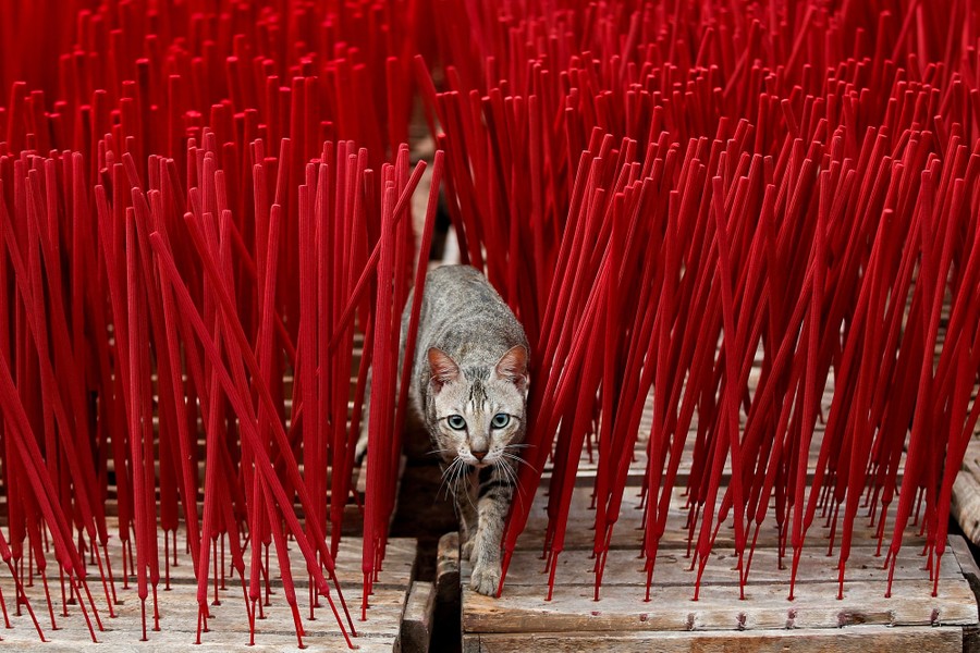 A cat walks among tall incense sticks.