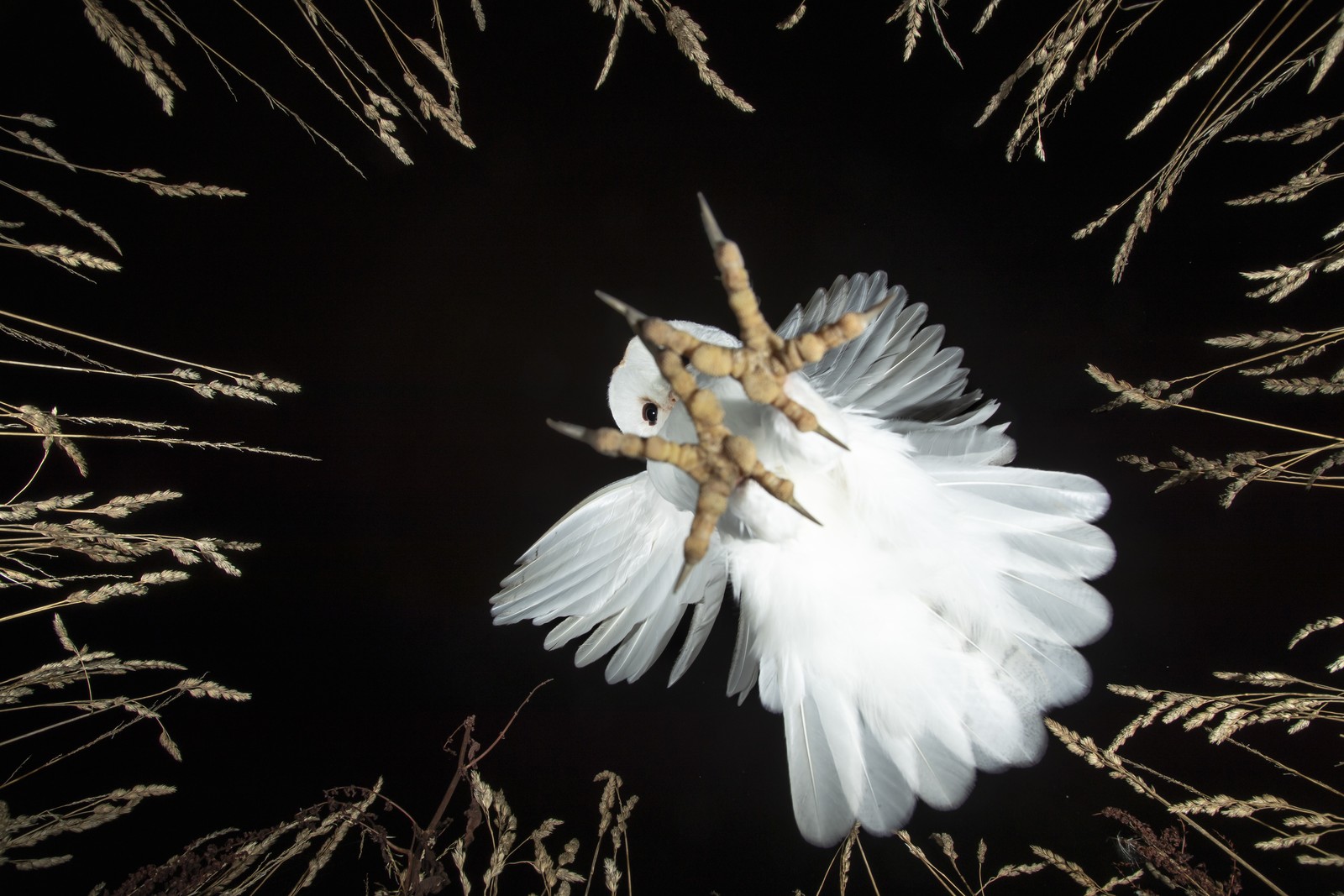 A white owl, seen from below, at night, as it comes in to land.