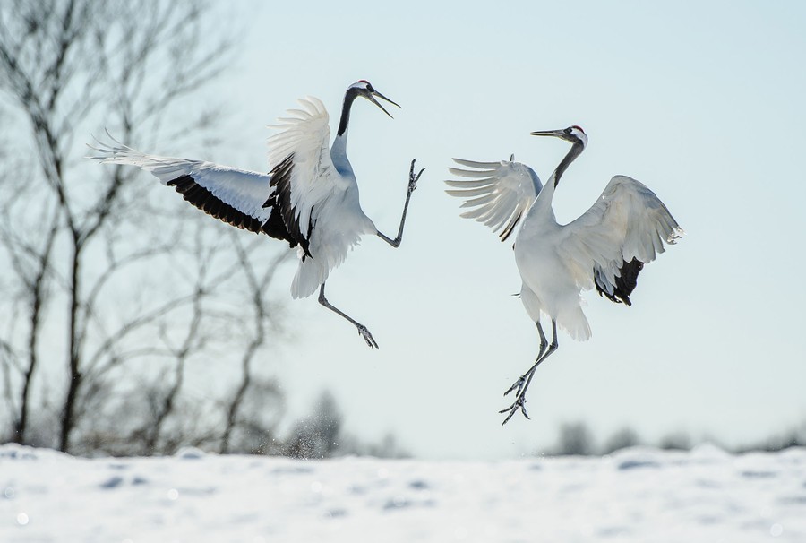 Two cranes leap together in a courtship ritual in a snowy field.