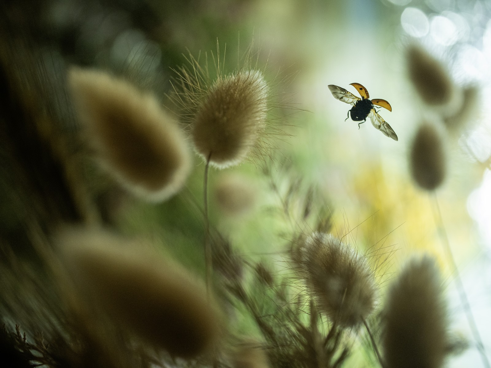 A ladybug flies past tall plant stalks.