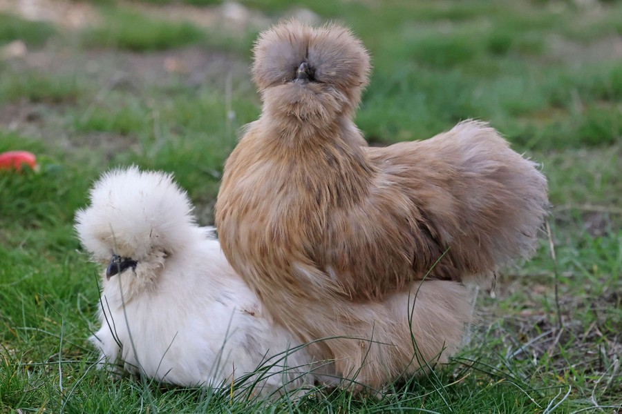 Two chickens with very fluffy feathers stand on grassy ground.