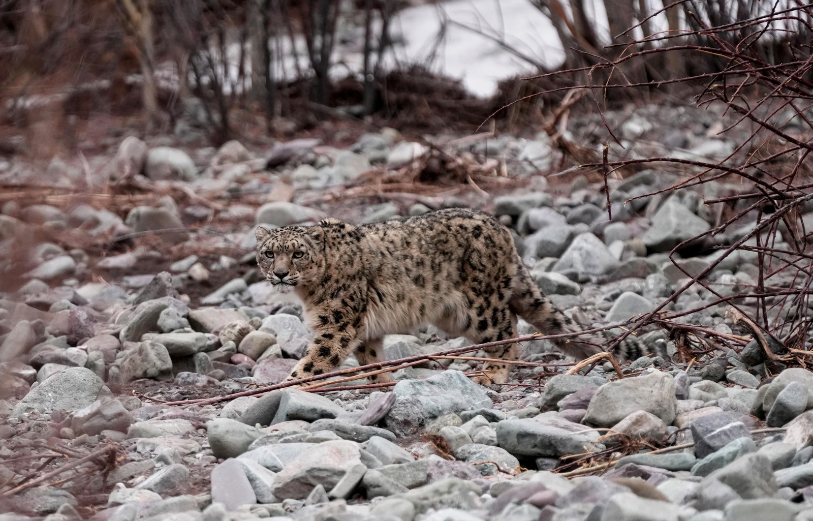 A snow leopard, walking over rocks