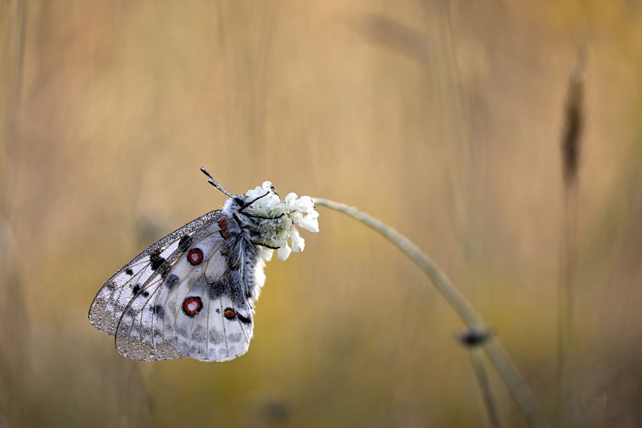 Entries In The 2020 Sony World Photography Awards The Atlantic