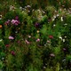a field of green brush and flowers