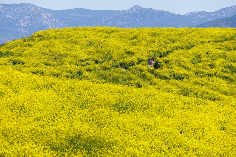 Two people walk on a path through a hilly field of wildflowers.