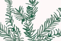 Dark green yew needles painted onto a pale pink background