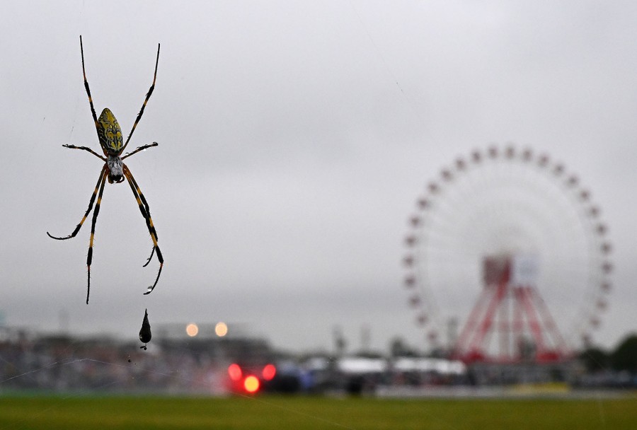 A close view of a spider with a race track and Ferris wheel in the background