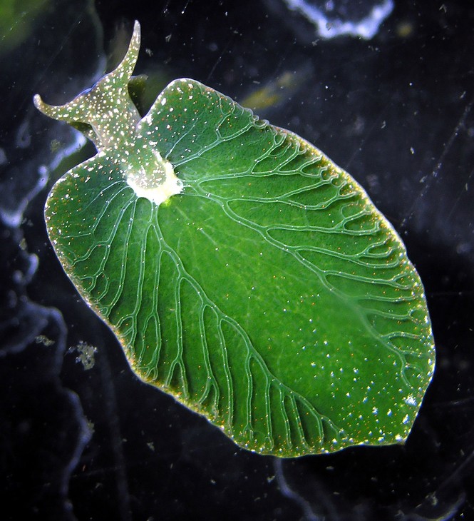 A photograph of the green slug, Elysia chlorotica.