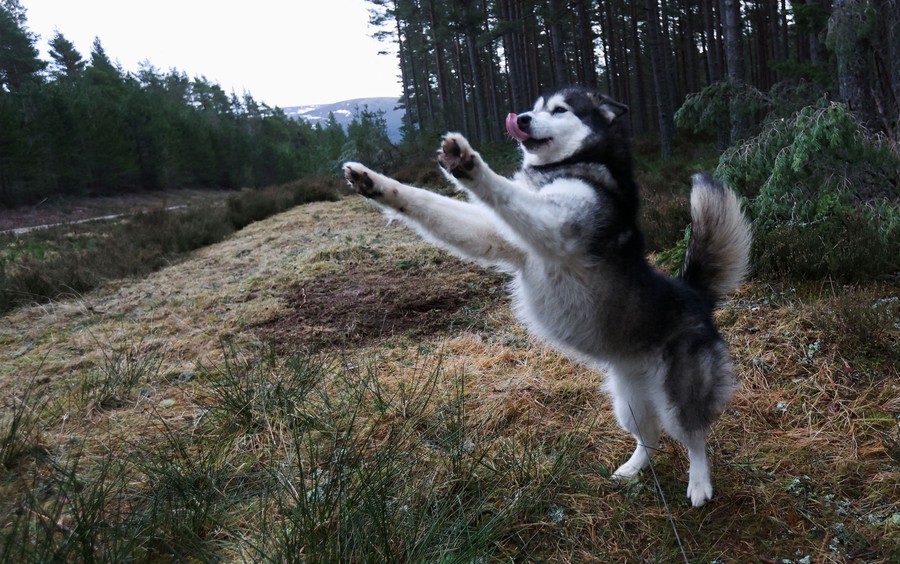 A dog rears up, its front paws high, in a forest.