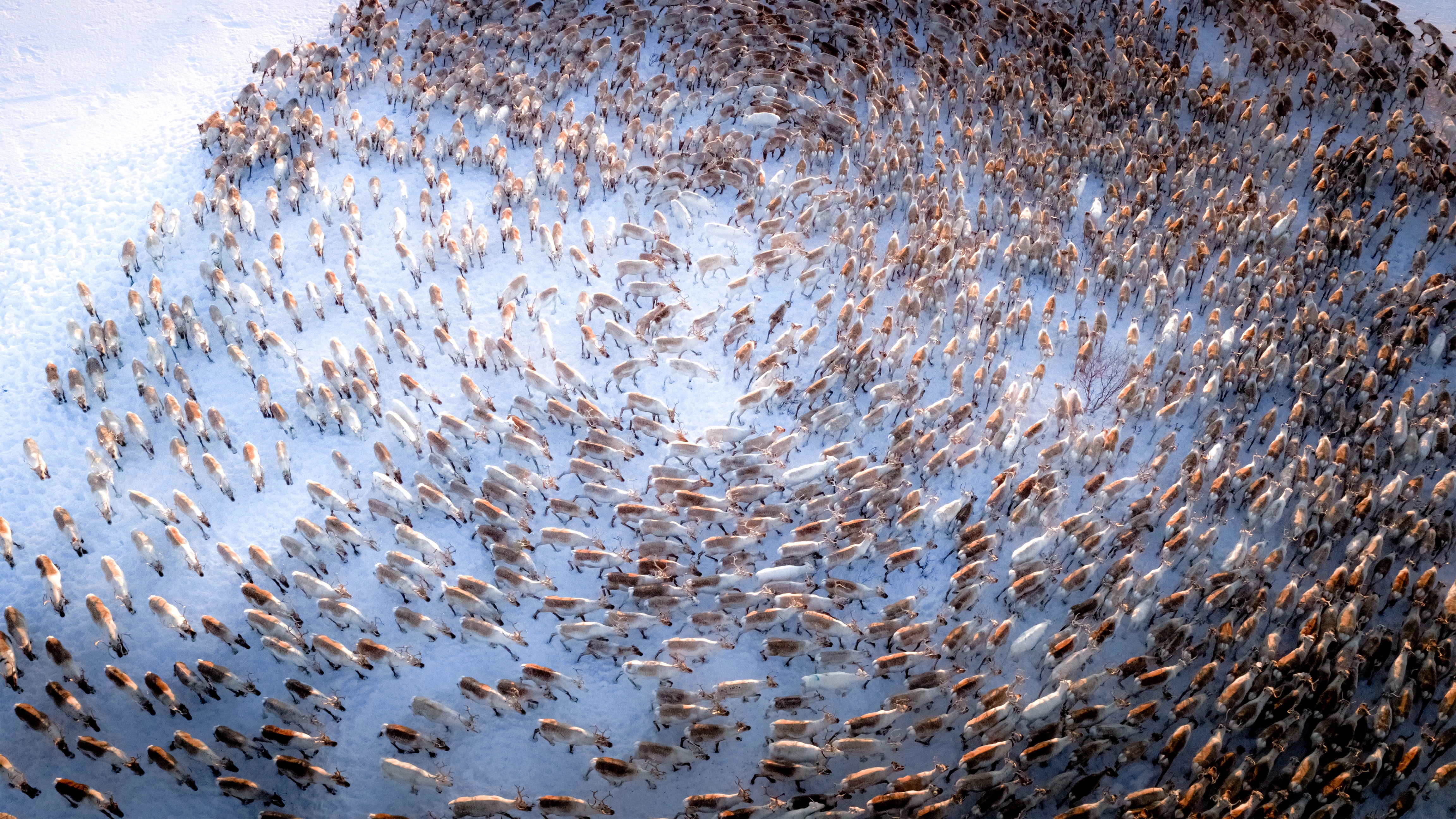 An elevated view of a dense herd of reindeer moving in circular patterns on snowy ground