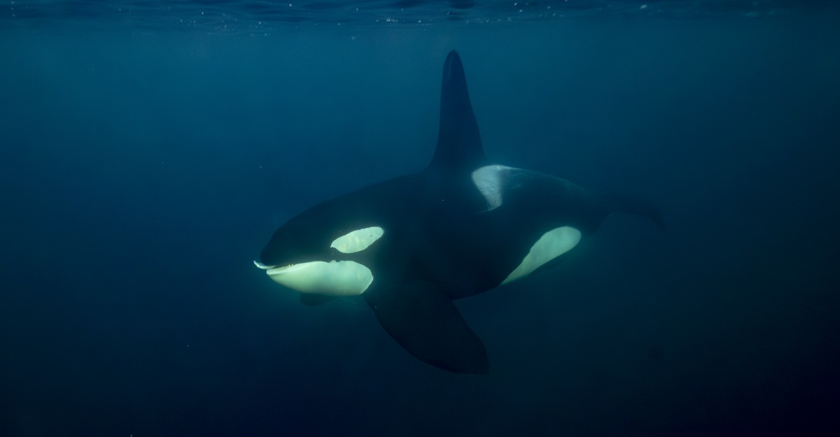 Photos: The Richness of Life in Our Oceans