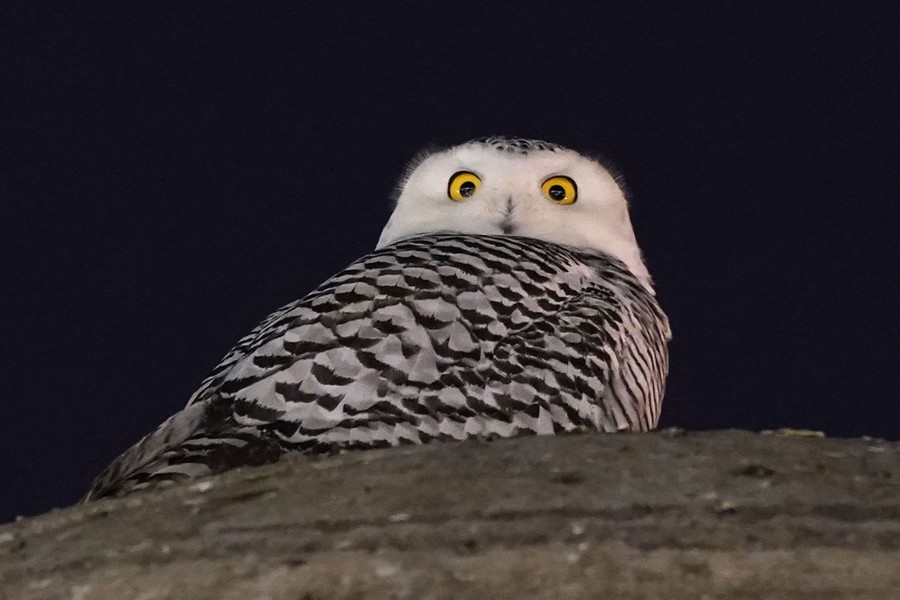 A snowy owl looks down from its perch high atop a large marble sculpture.