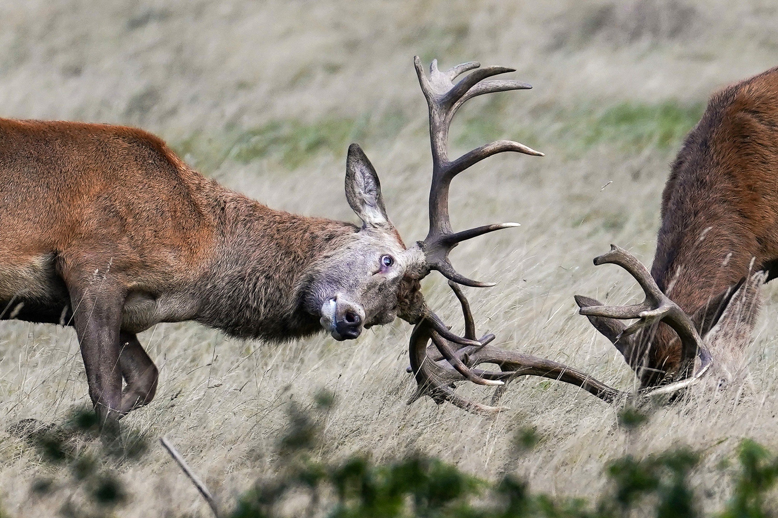 Red deer stags battle each other during the annual rut.