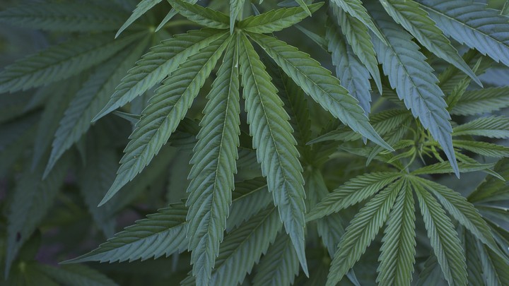 Marijuana plants