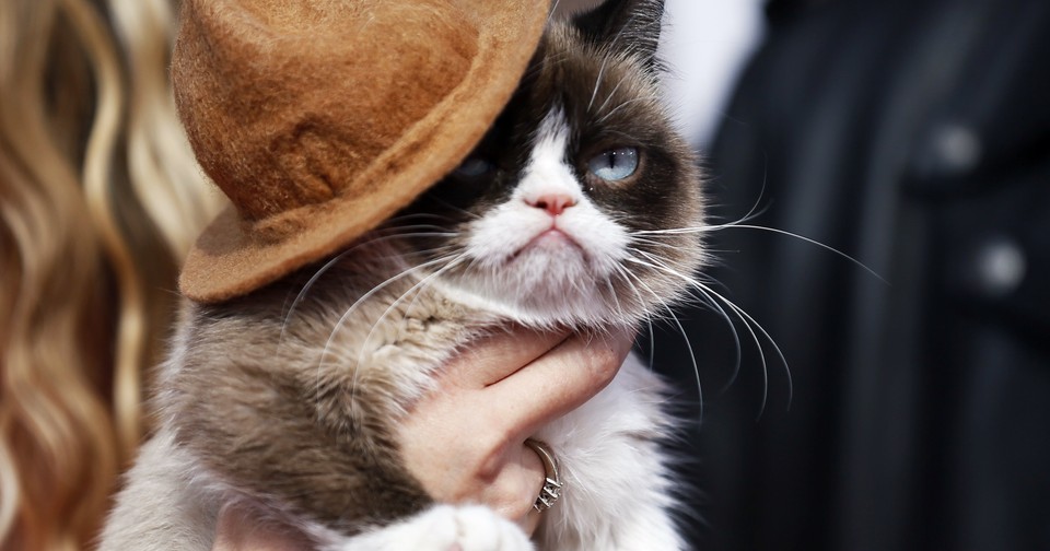 Study Uncovers Negative Face, Verifies Grumpy Cat