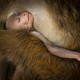 A close view of a young toque macaque sleeping in an adult’s lap