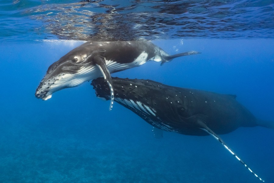 A mother humpback whale swims with its calf, near the surface of the ocean, seen underwater.