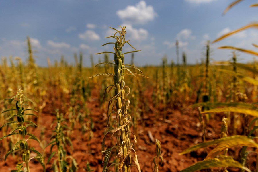 A field of dry, brown sesame plants