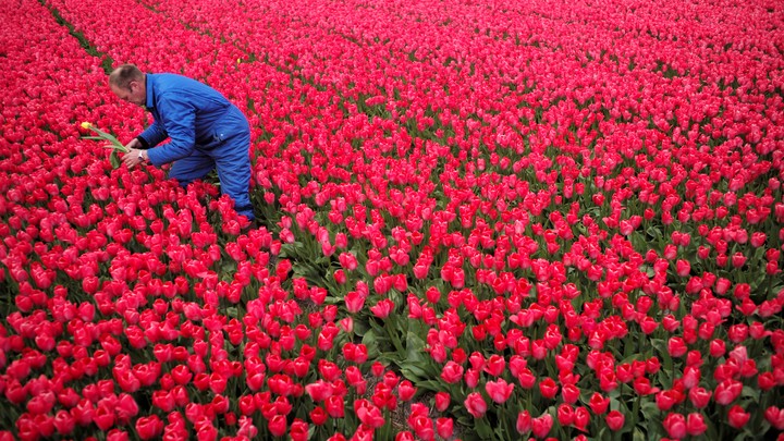 A man dressed in blue picks a red and yellow tulip from a field of red tulips.