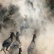 A herd of zebras run, kicking up dust