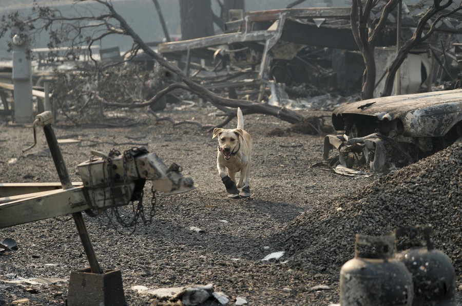 A search and rescue dog runs through a scorched landscape, past burned vehicles and houses.