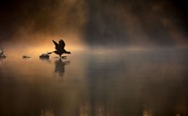 The silhouette of a bird is seen above a misty body of water's surface as it flaps and runs to take off.
