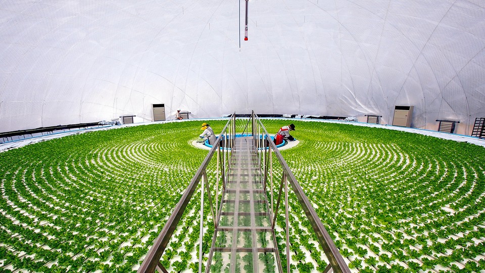 Farmers work in a dome-shaped hydroponic lettuce factory.