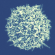 A close-up image of a T cell