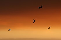 Four birds against an orange sky