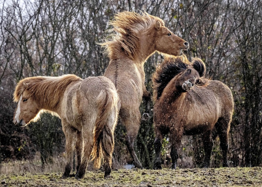 Several small horses play in a field.
