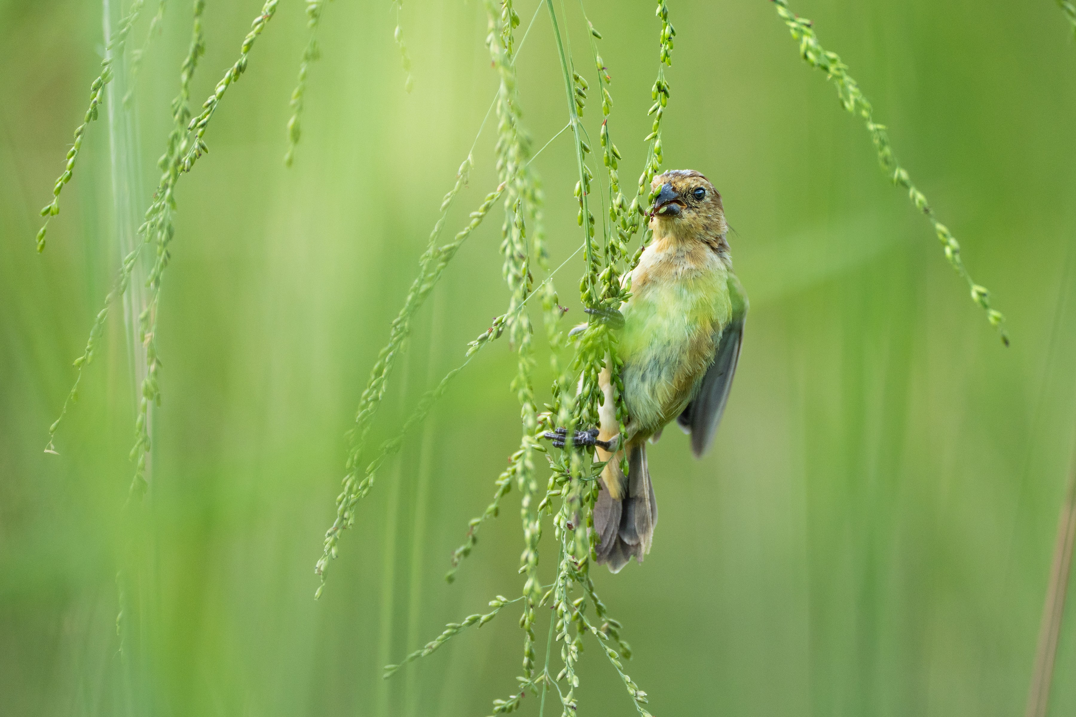 A small green-feathered bird grasps the tips of long grasses, feeding on seeds.