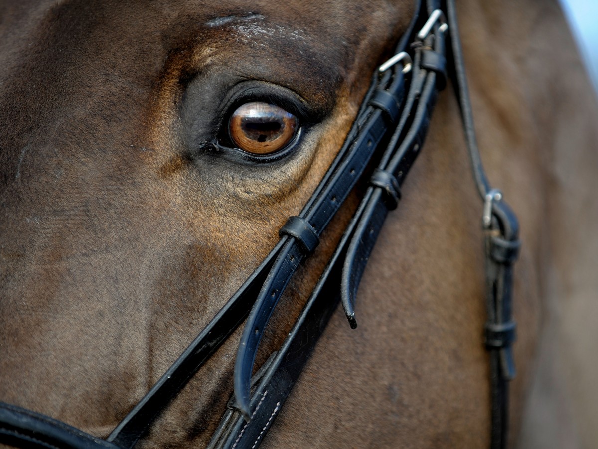 Study Domestic Horses Can Detect Negative Emotion In Human Facial Expressions The Atlantic