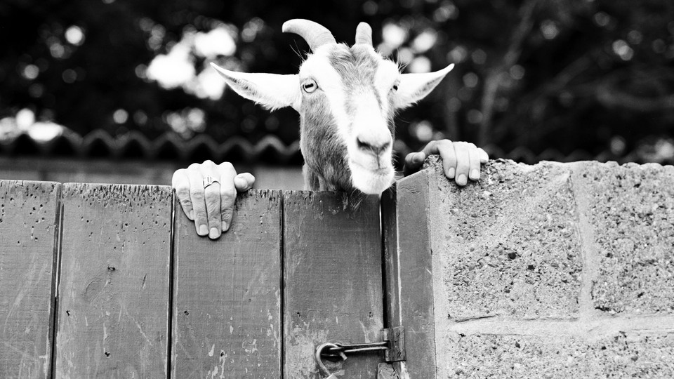 A goat peers over a gate; hands are on the gate on either side of its head, giving the appearance that the goat has human hands.