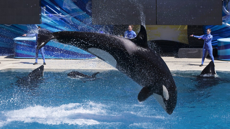 SeaWorld to Kill Killer-Whale Shows in San Diego to Stay Afloat - The ...