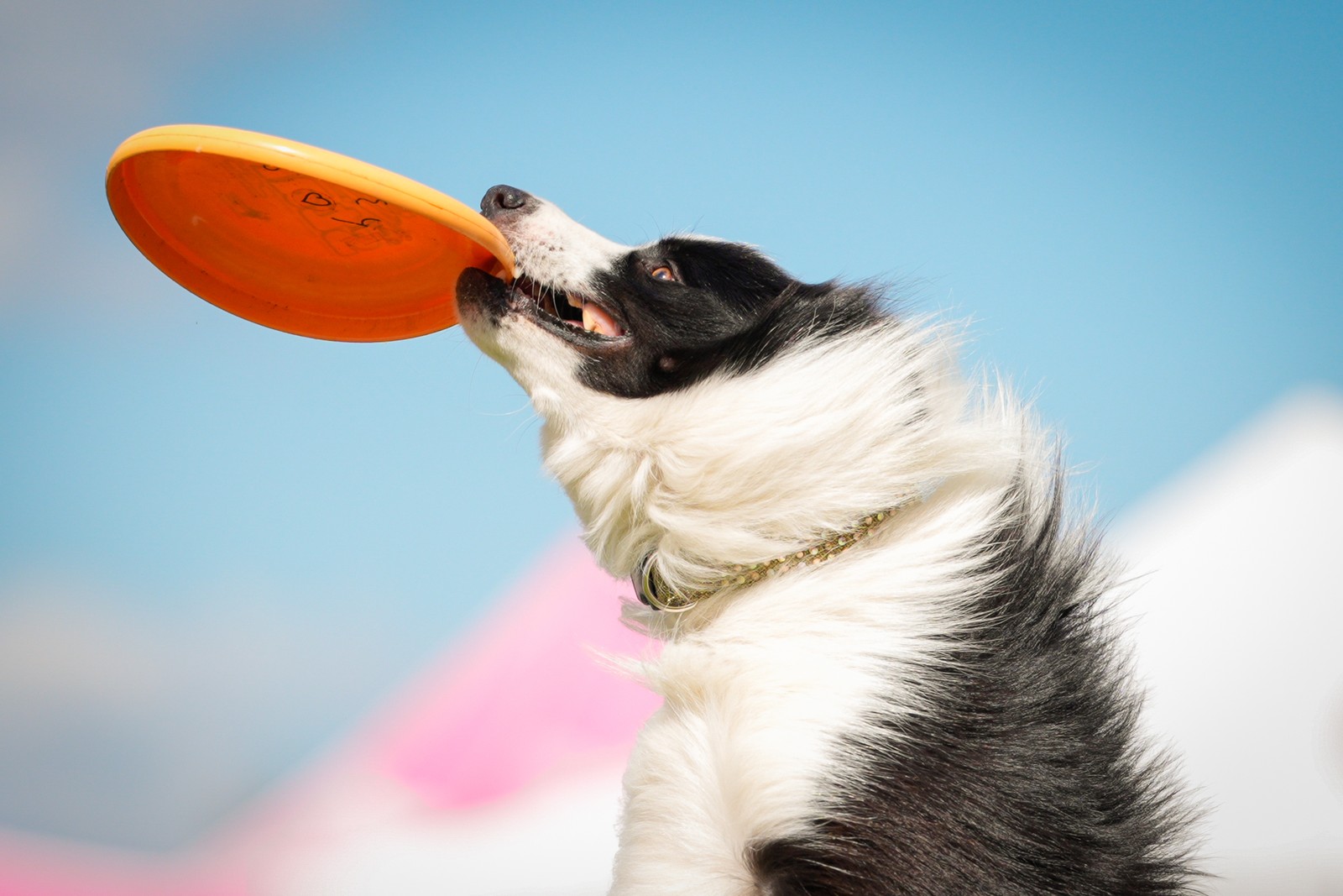 A leaping dog catches a frisbee in its teeth