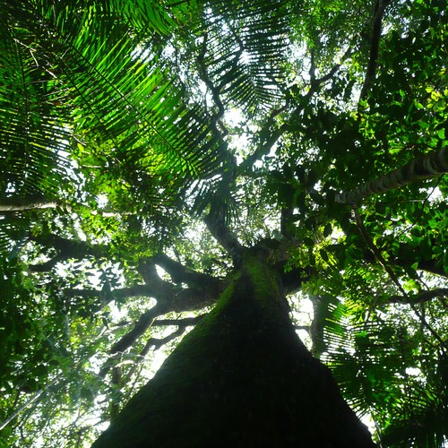 The Amazon Rainforest Was Profoundly Changed By Ancient Humans The Atlantic