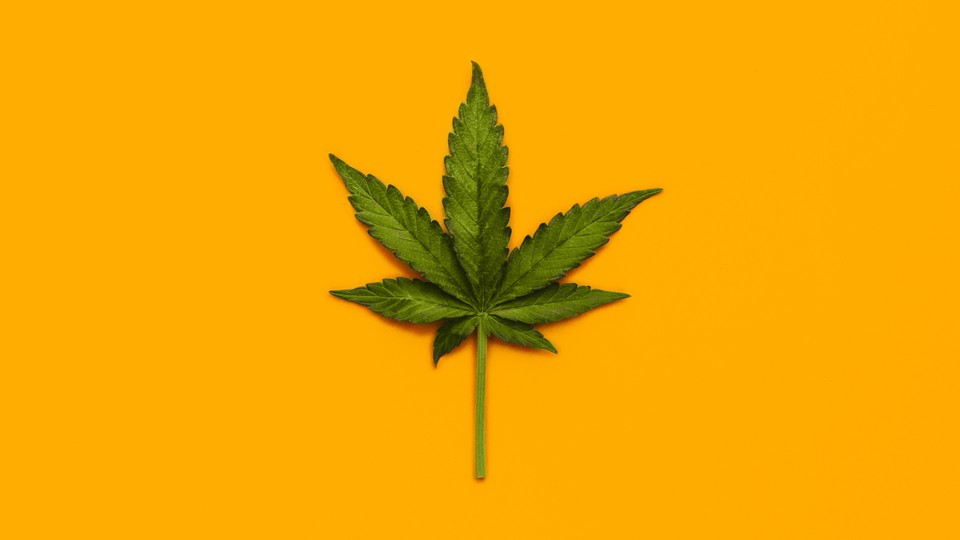 A marijuana leaf set against an orange background