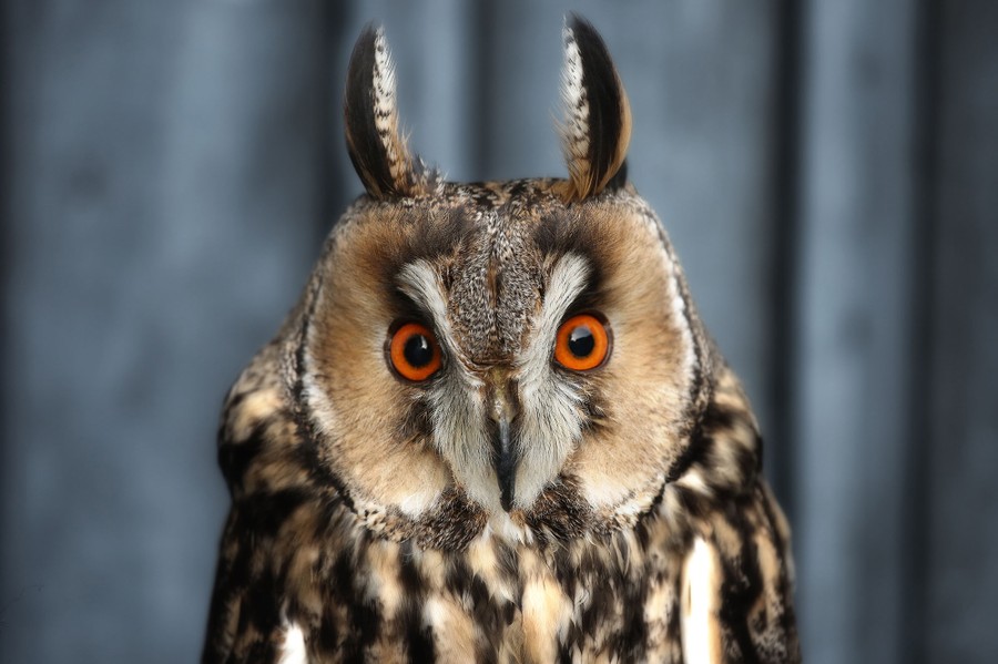 Happy Superb Owl Sunday, - Raptor Resource Project