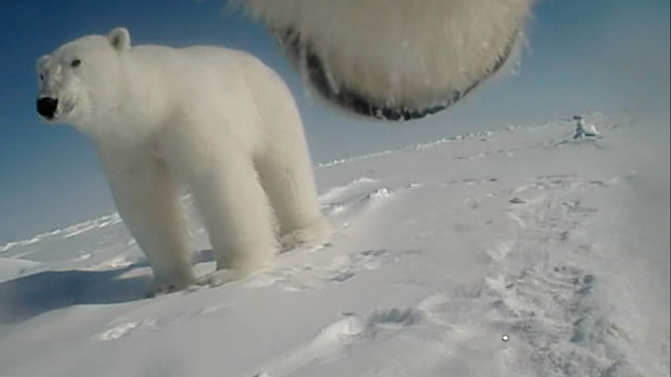 A GoPro photograph of one polar bear standing on snow and the underside of another polar bear's snout
