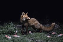 A taxidermy fox standing among flamingo feathers and plants against black background
