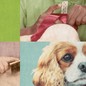 A collage of images including a dog's face, someone brushing a dog's fur, and someone tying a ribbon on a pet