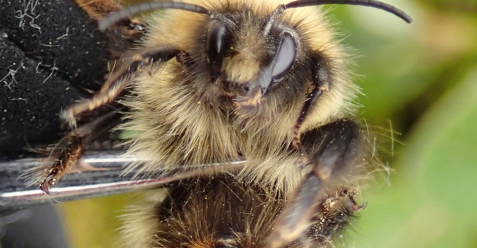 How Climate Change Shrank the Tongues of Long-Tongued Bumblebees - The ...