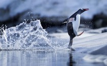 A penguin leaps from water onto a rocky shoreline.