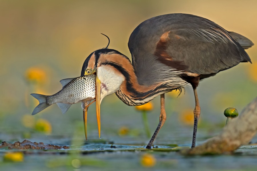 A heron tries to swallow a fish that appears far too large for it.