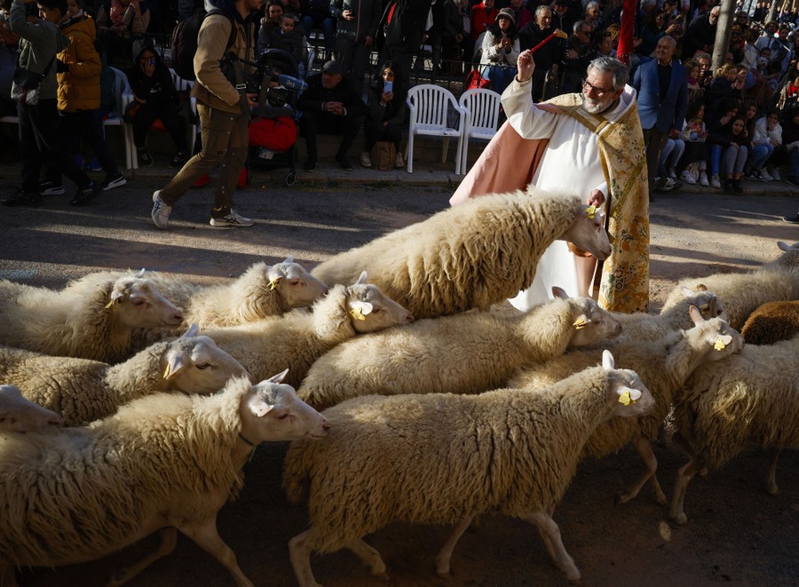 A priest blesses a flock of sheep in a street, as people watch.