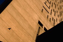 Bird flying in front of brutalist tower